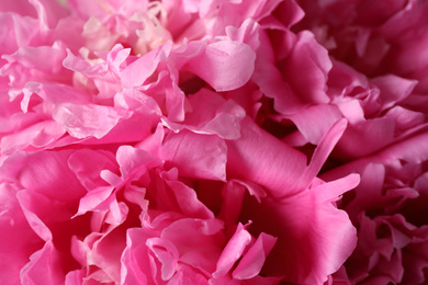 Closeup view of beautiful pink peony flowers