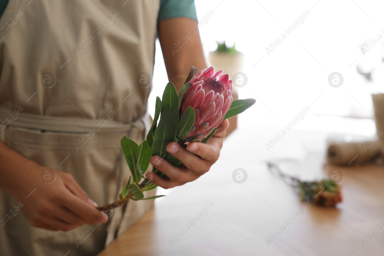 Photo of Florist with beautiful protea flower in workshop, closeup