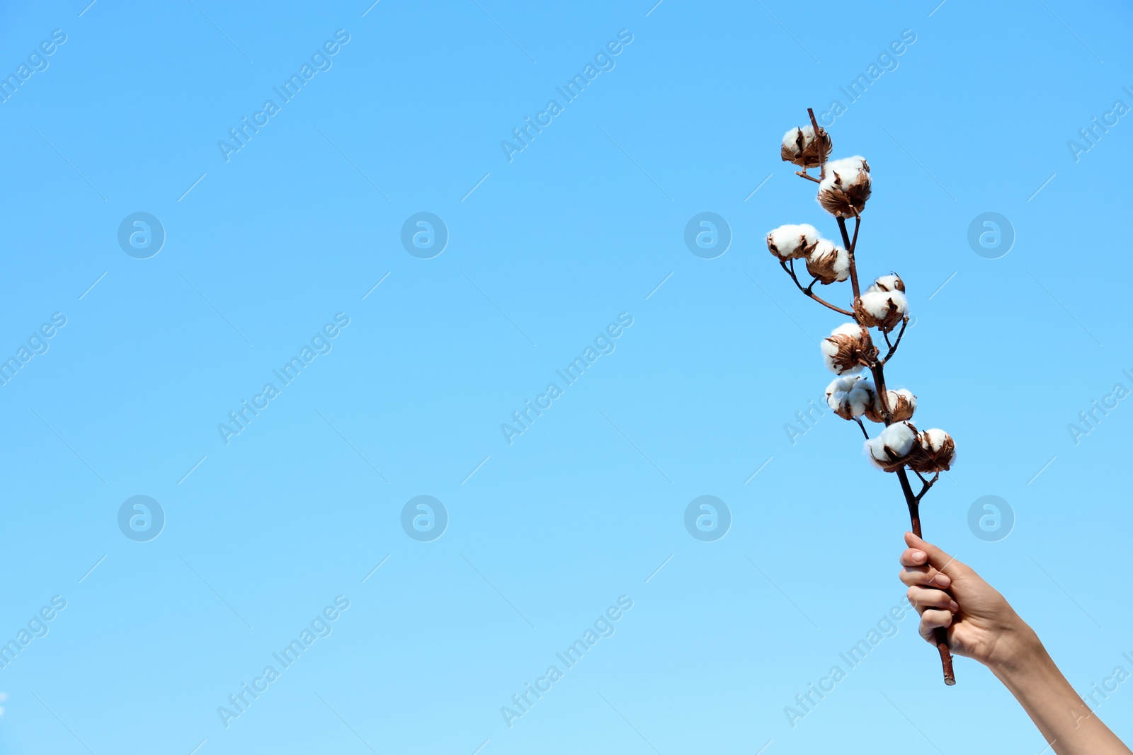 Photo of Woman holding branch of cotton plant against blue sky, closeup. Space for text