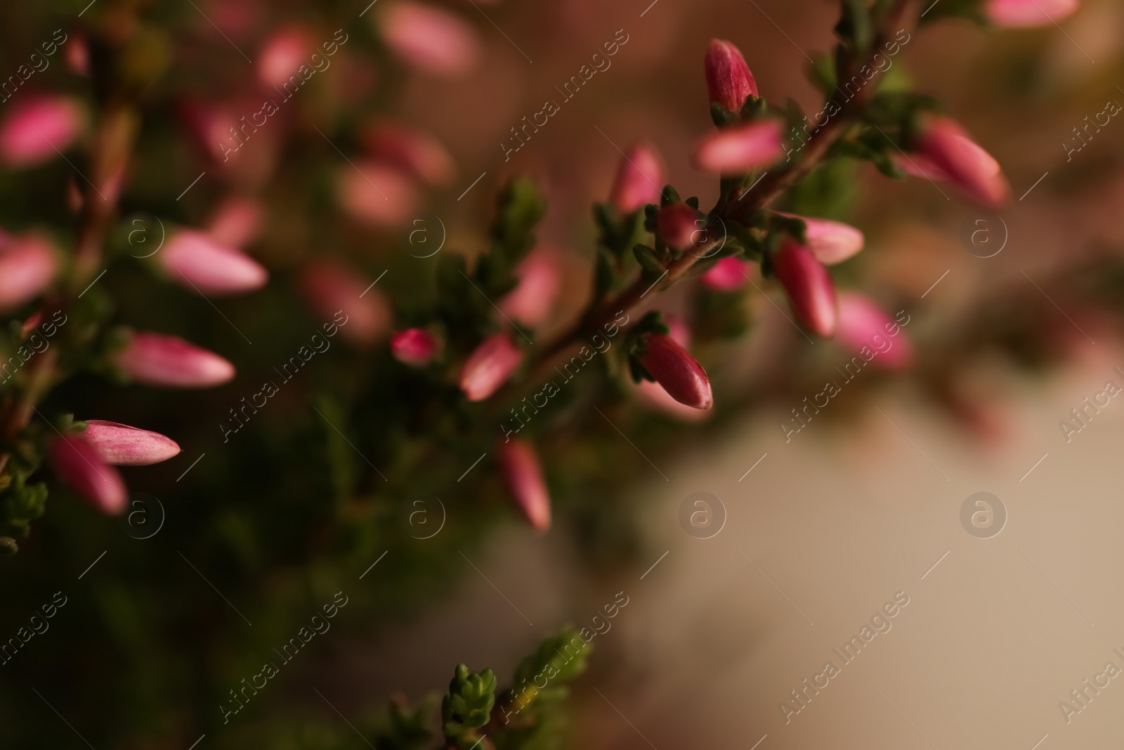 Photo of Heather twigs with beautiful flowers, closeup view