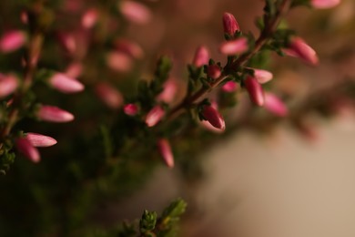 Heather twigs with beautiful flowers, closeup view