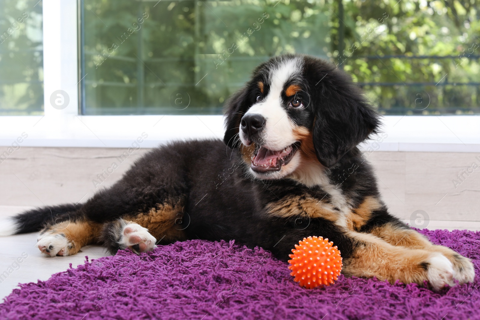 Photo of Adorable Bernese Mountain Dog puppy on fuzzy rug indoors