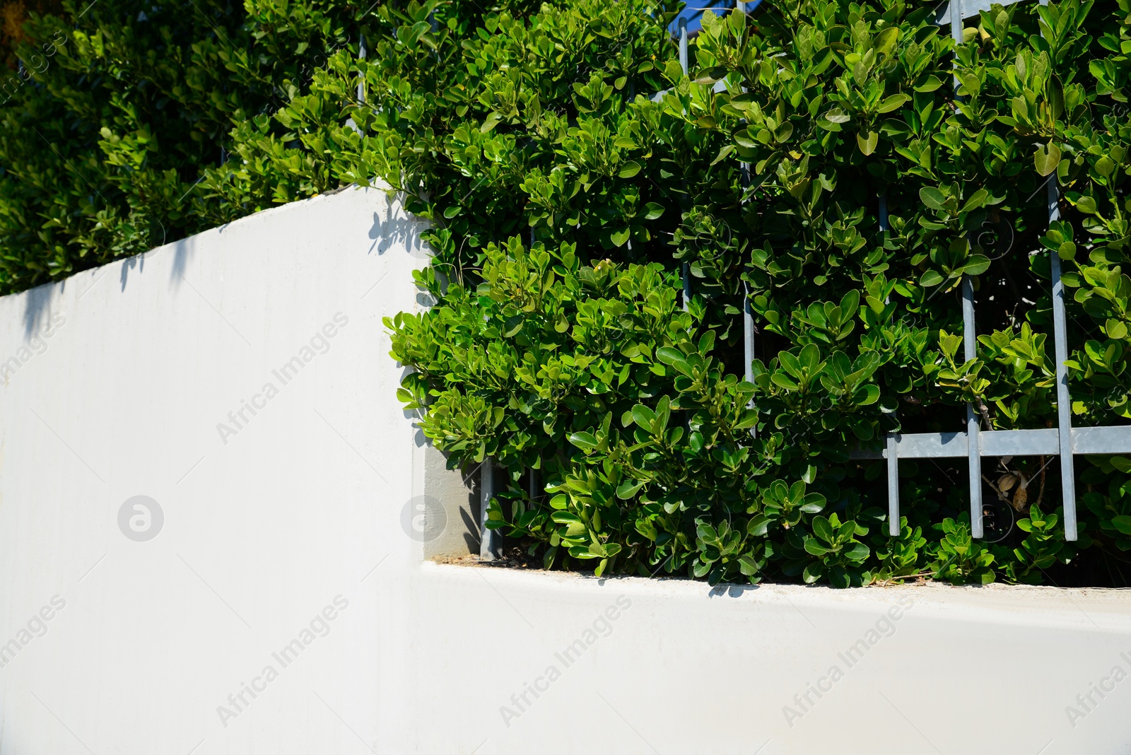 Photo of Beautiful bush with green leaves growing outdoors. Space for text