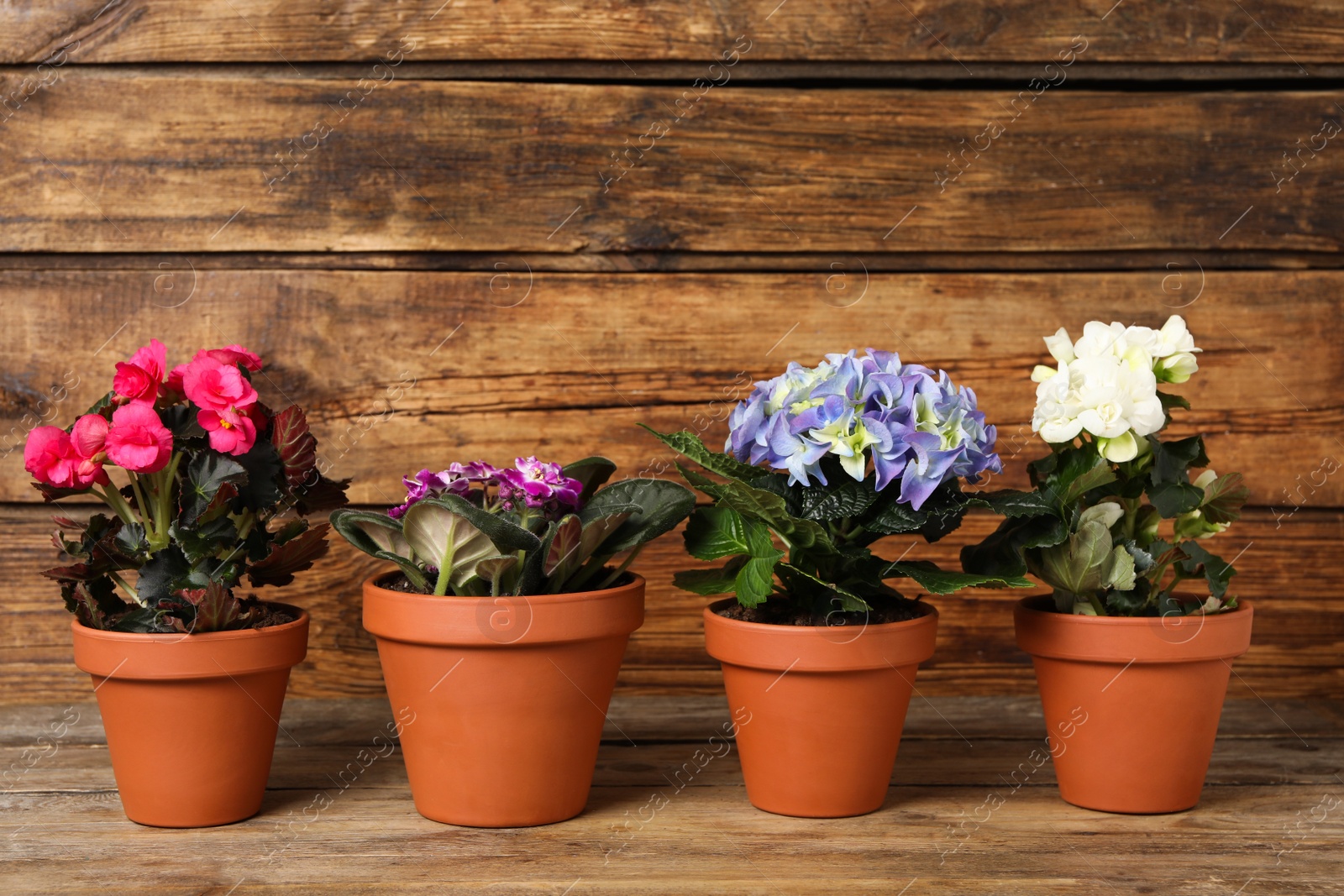 Photo of Different beautiful blooming plants in flower pots on wooden table