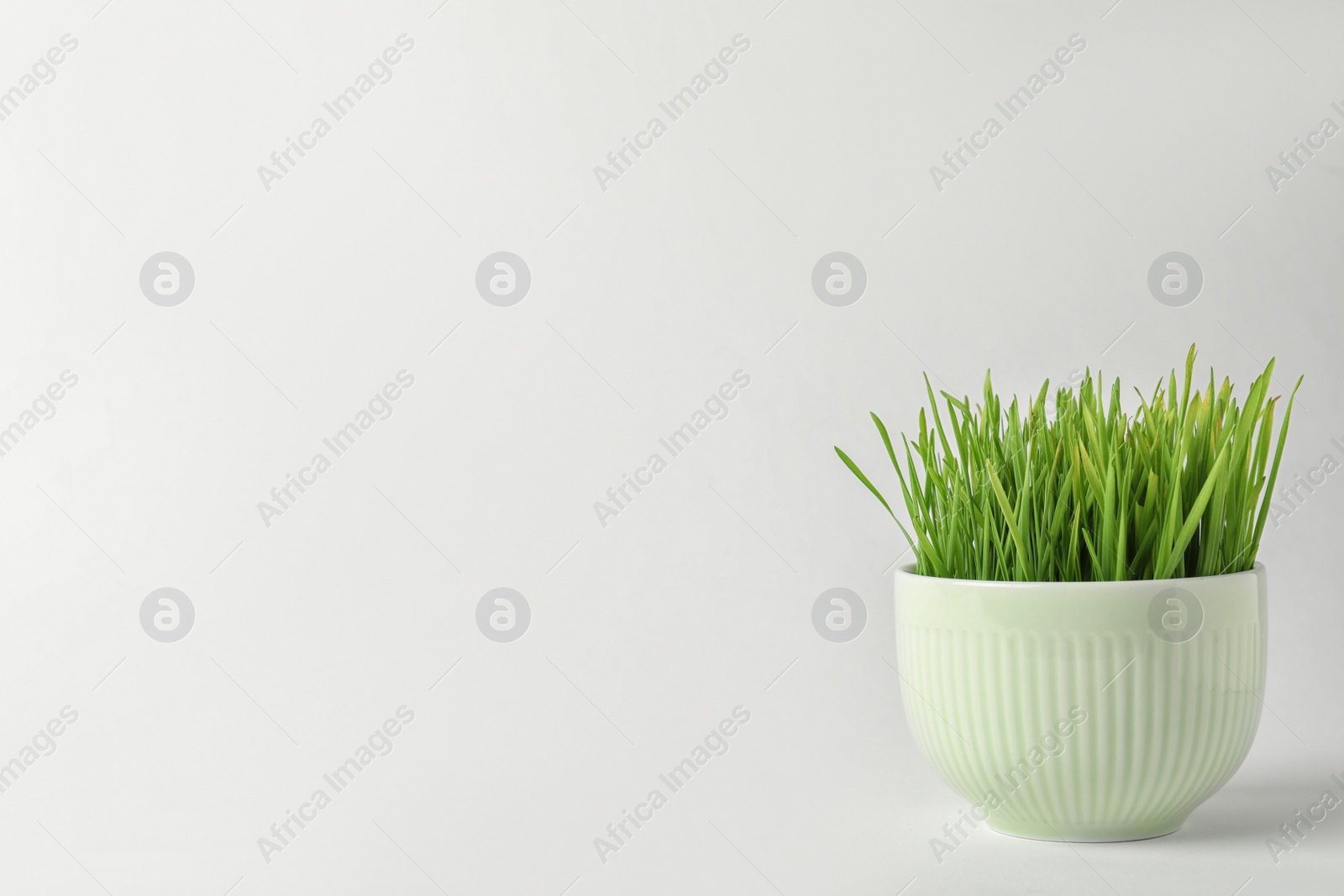 Photo of Bowl with fresh wheat grass on white background