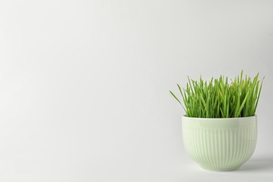 Photo of Bowl with fresh wheat grass on white background