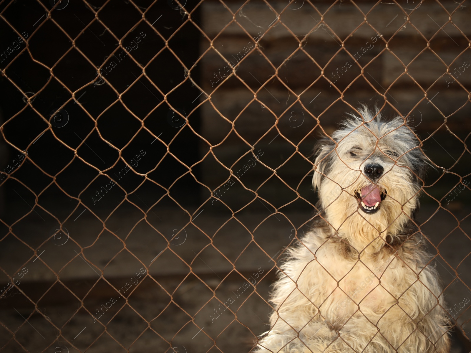 Photo of Cage with homeless dog in animal shelter, space for text. Concept of volunteering