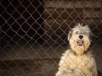Photo of Cage with homeless dog in animal shelter, space for text. Concept of volunteering