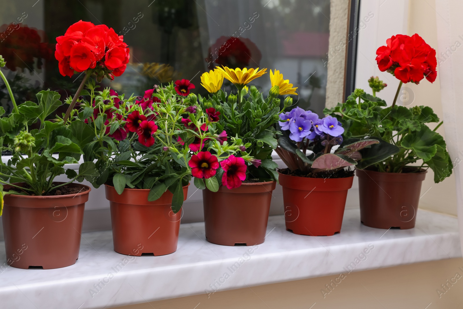 Photo of Different beautiful potted flowers on windowsill indoors