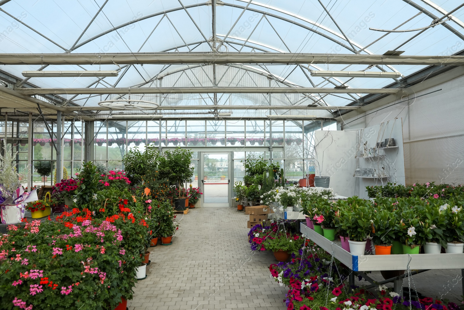 Photo of Many different beautiful potted plants in garden center