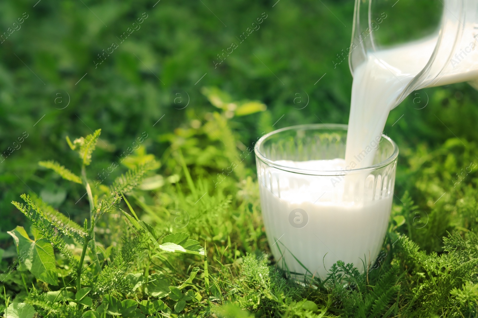 Photo of Pouring tasty fresh milk from jug into glass on green grass outdoors, closeup. Space for text