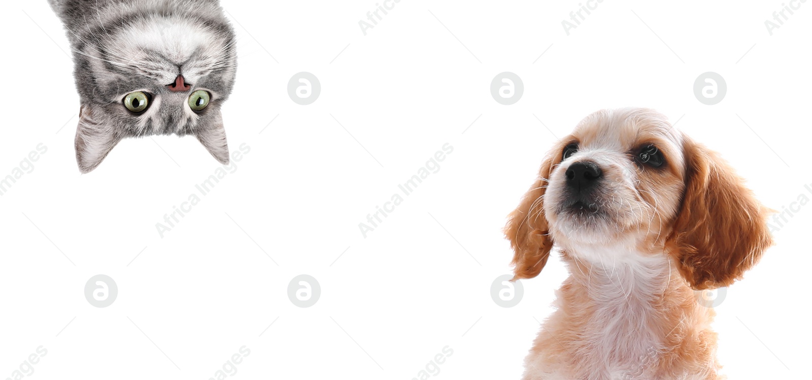 Image of Cute dog and cat on white background, banner design. Lovely pets