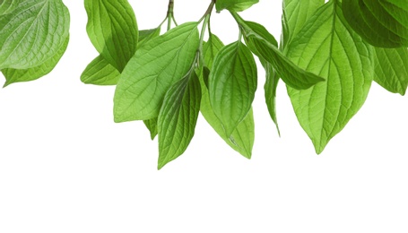 Beautiful spring green leaves on white background