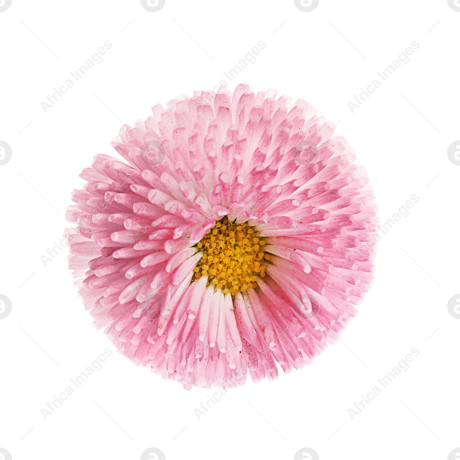 Photo of Beautiful spring daisy flower isolated on white