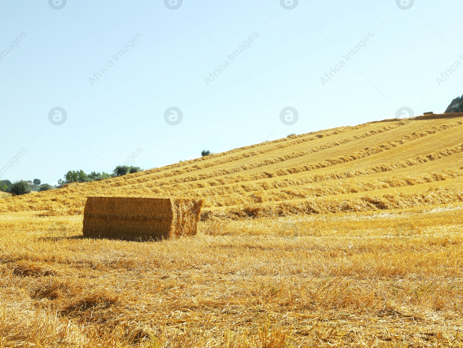 Photo of One hay bale outdoors on sunny day, space for text