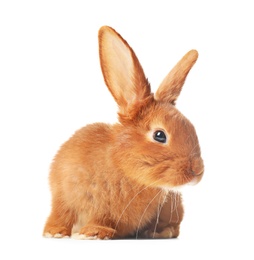 Photo of Adorable fluffy bunny rabbit on white background