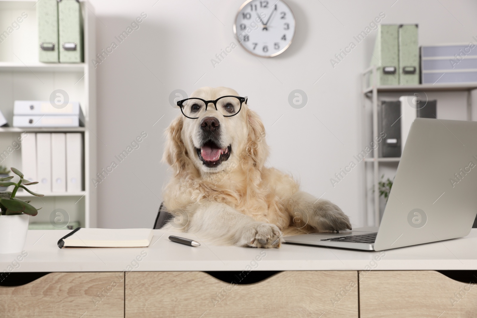 Photo of Cute retriever wearing glasses at table in office. Working atmosphere