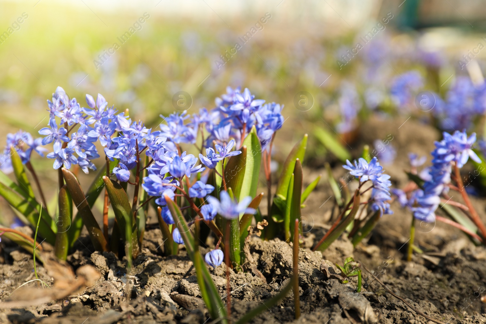 Photo of Beautiful Siberian squill flowers growing in garden