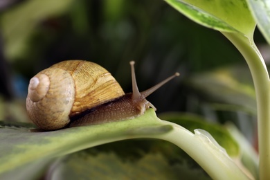 Photo of Common garden snail crawling on plant, closeup