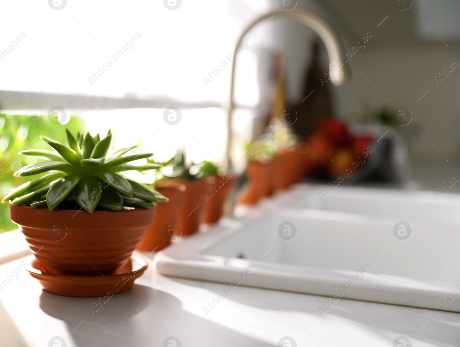 Photo of Different potted plants on window sill in kitchen