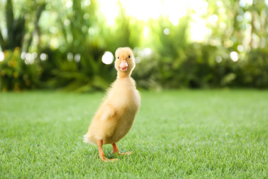 Cute fluffy baby duckling on green grass outdoors