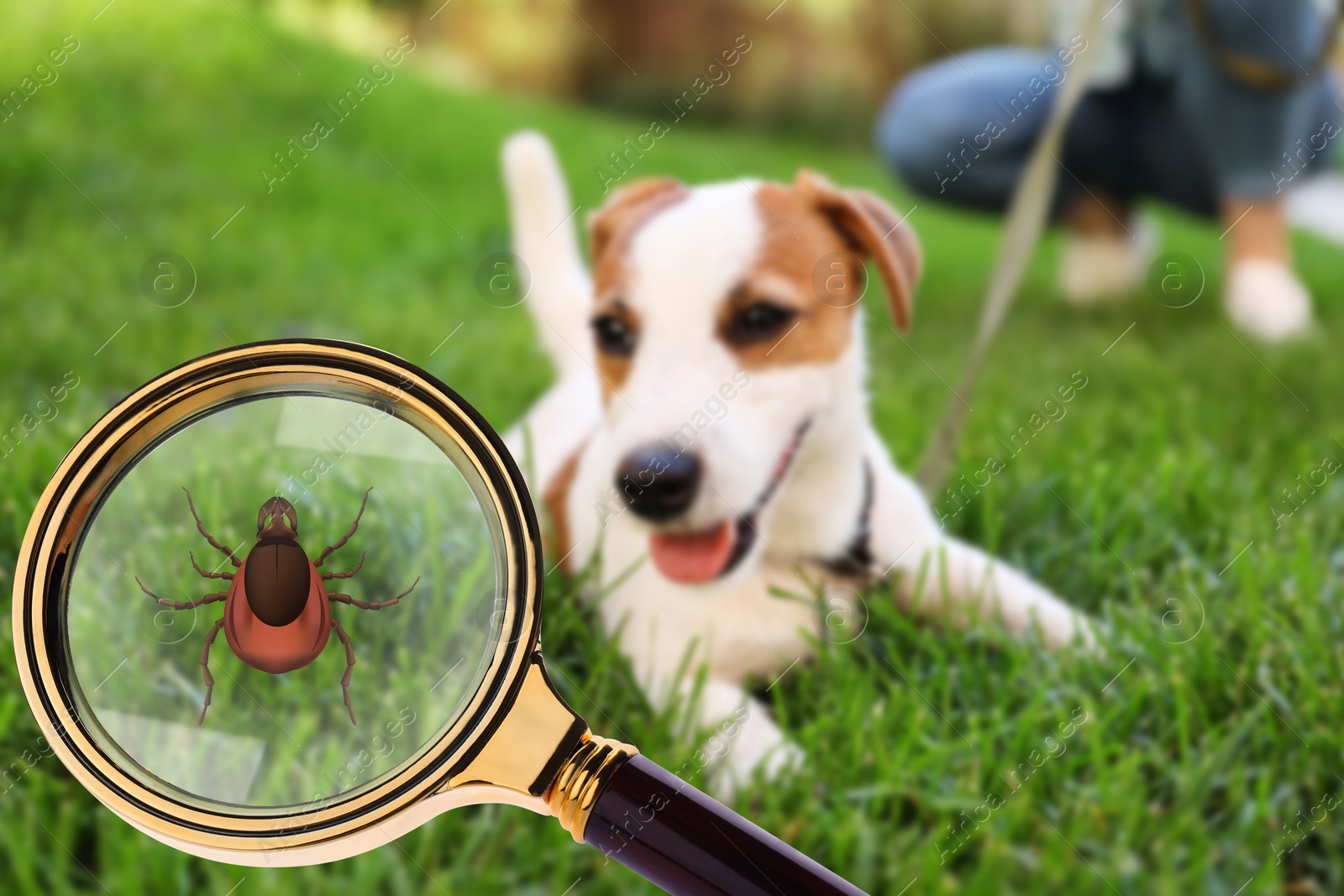 Image of Cute dog outdoors and illustration of magnifying glass with tick, selective focus