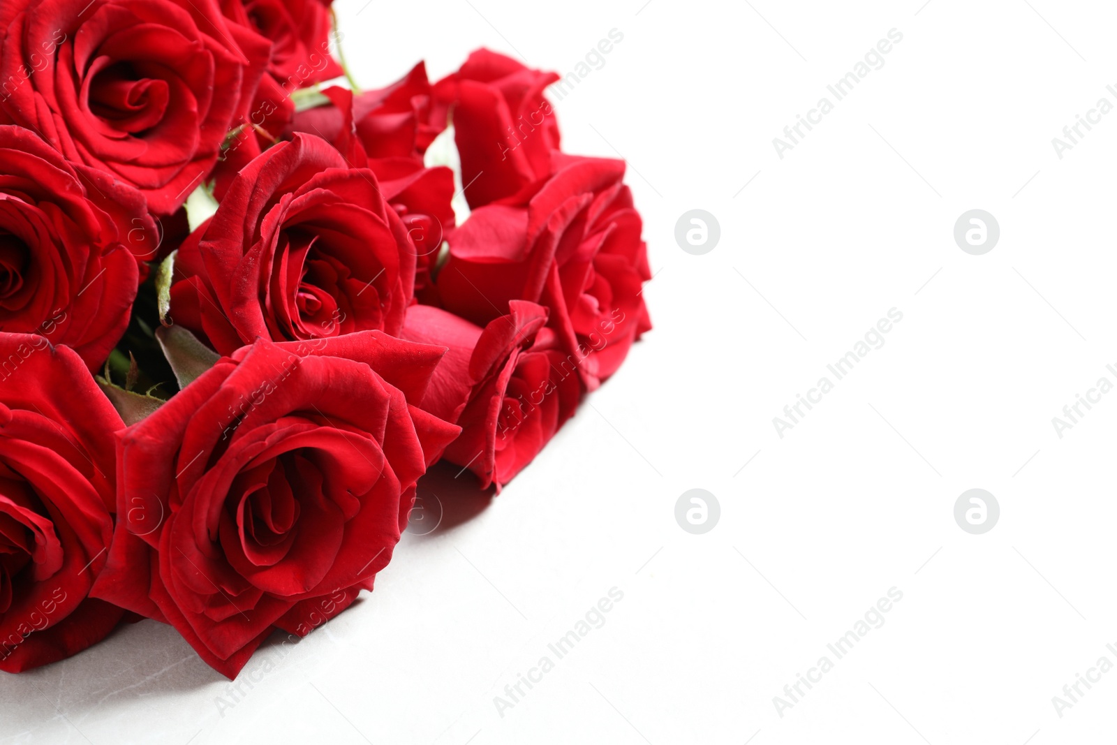 Photo of Beautiful red rose flowers on light background
