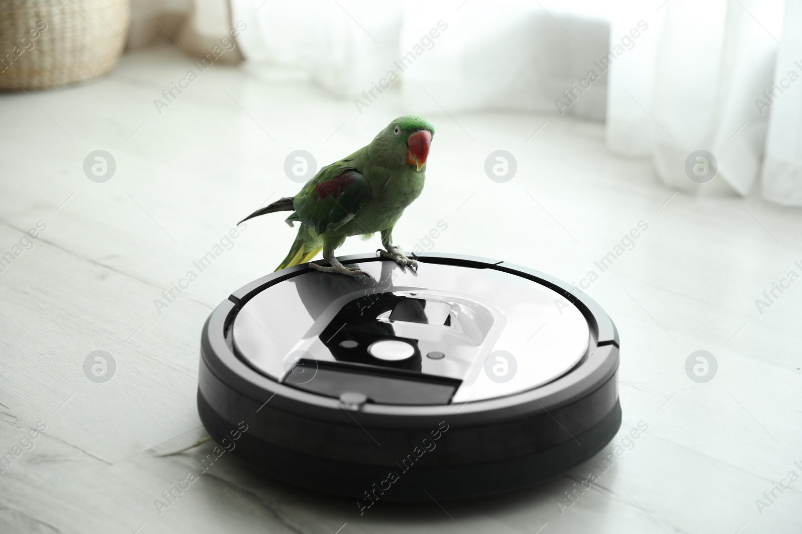 Photo of Modern robotic vacuum cleaner and Alexandrine parakeet on floor indoors