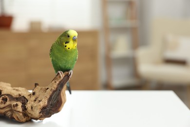 Photo of Pet parrot. Beautiful budgerigar siting on snag on table indoors, space for text