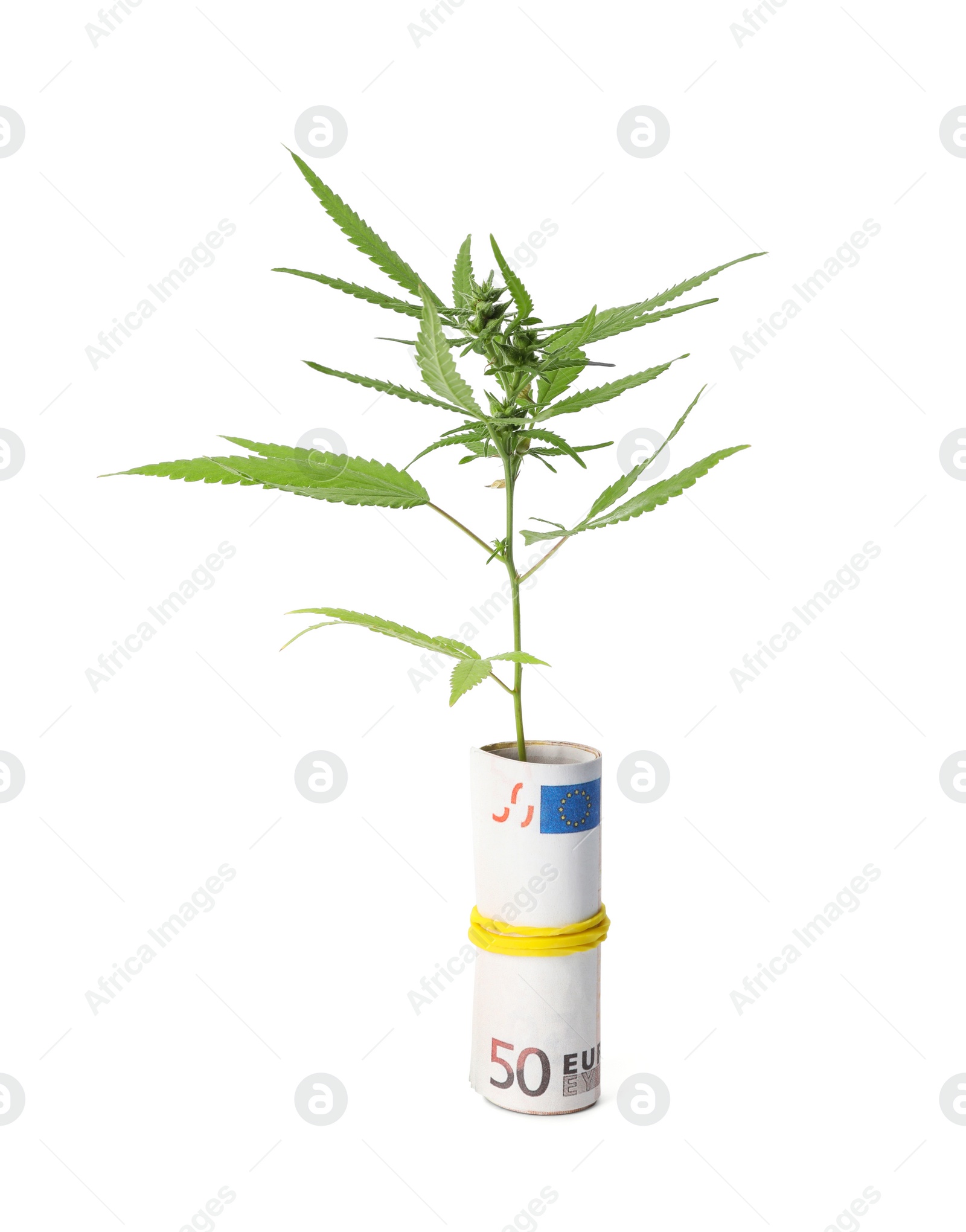 Photo of Hemp plant and rolled money on white background