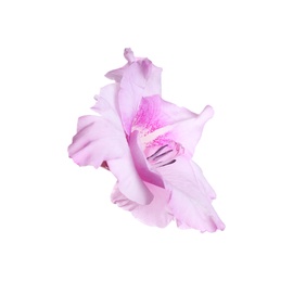 Photo of Beautiful delicate gladiolus flower on white background