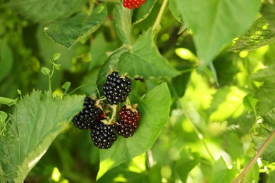 Photo of Ripe blackberries growing on bush outdoors, closeup. Space for text