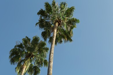Beautiful palm trees with green leaves against blue sky, low angle view