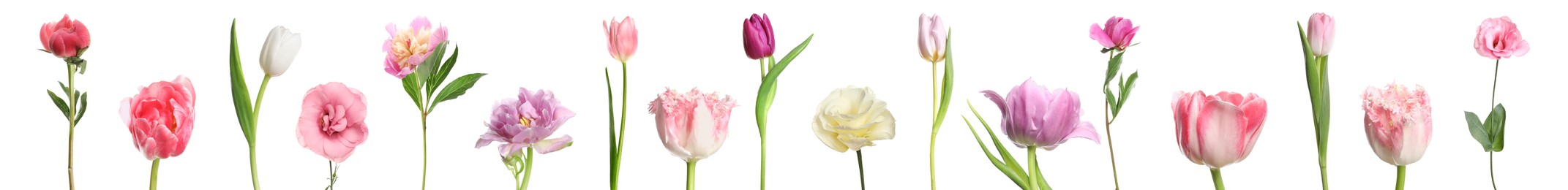 Different beautiful flowers isolated on white, set