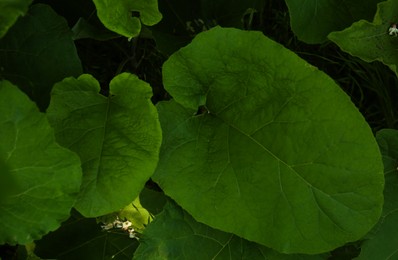 Photo of Burdock plant with big green leaves outdoors, top view