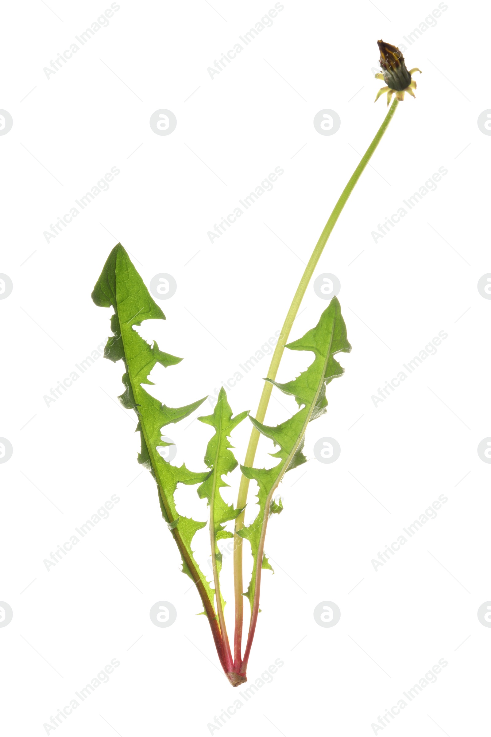 Photo of Dandelion plant on white background. Spring flower