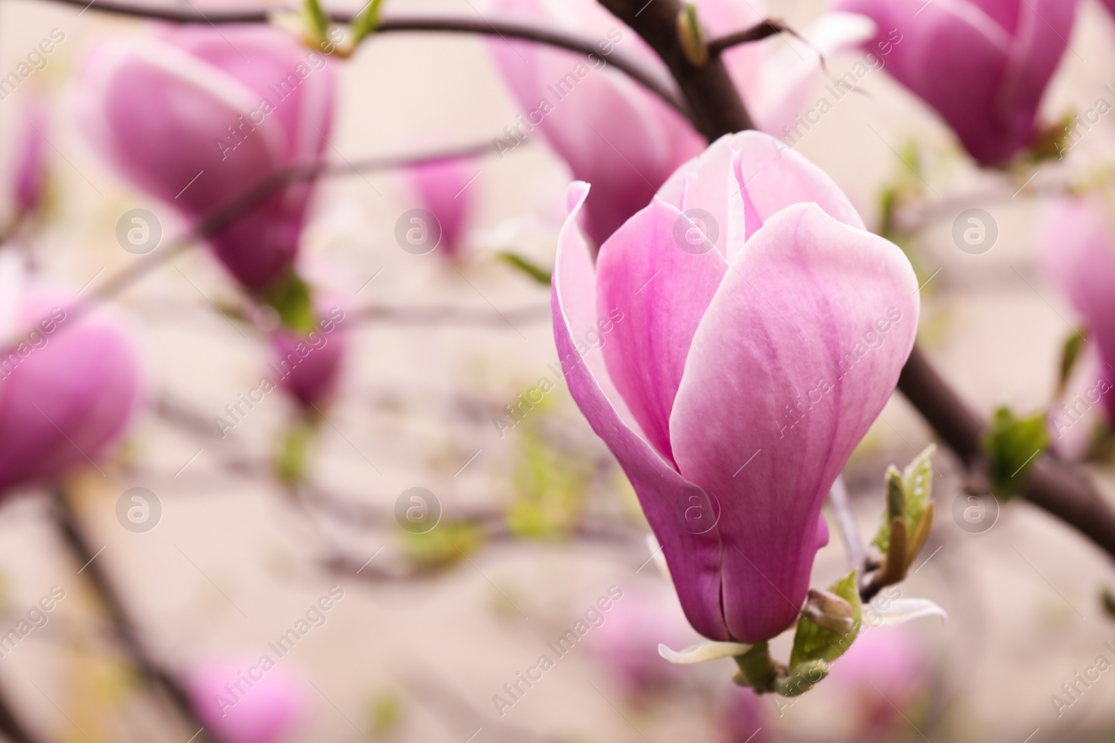 Photo of Beautiful magnolia tree with pink blossom outdoors, closeup. Spring season