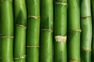 Pieces of beautiful wet green bamboo stems as background, top view