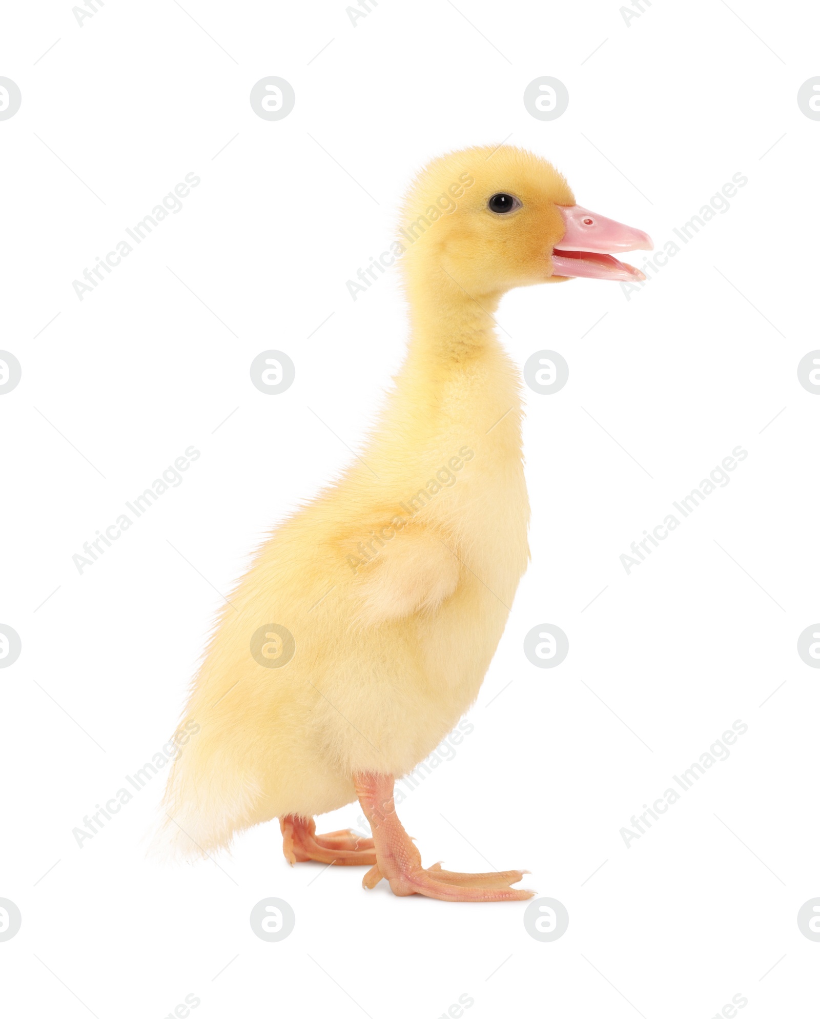 Photo of Baby animal. Cute fluffy duckling on white background