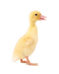 Photo of Baby animal. Cute fluffy duckling on white background