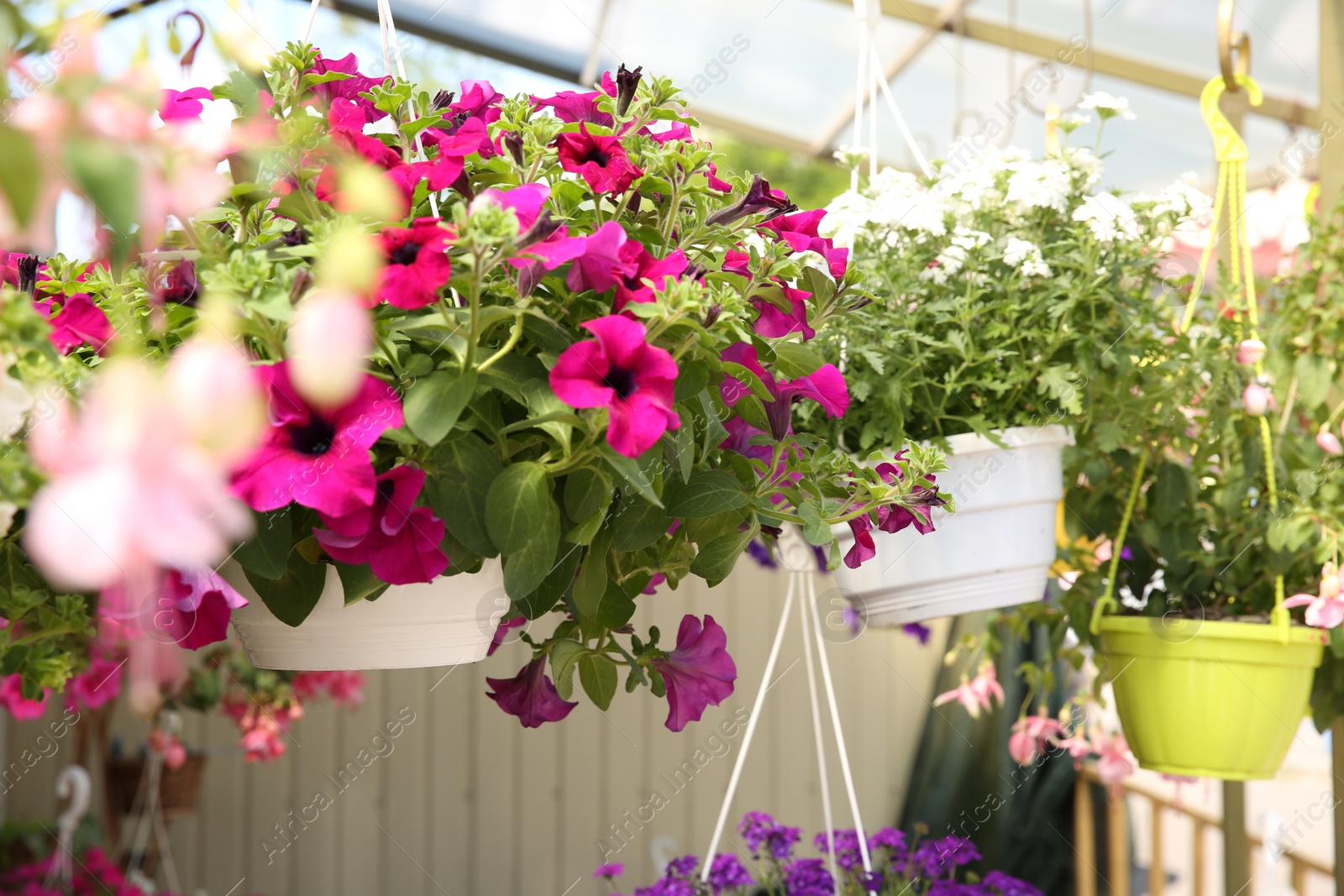 Photo of Different beautiful flowers in plant pots hanging outdoors