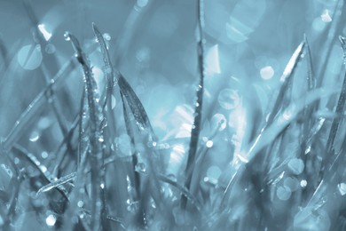 Image of Grass with morning dew outdoors, closeup. Blue tone