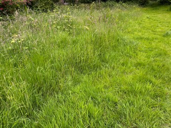 Photo of Fresh green grass growing outdoors on spring day