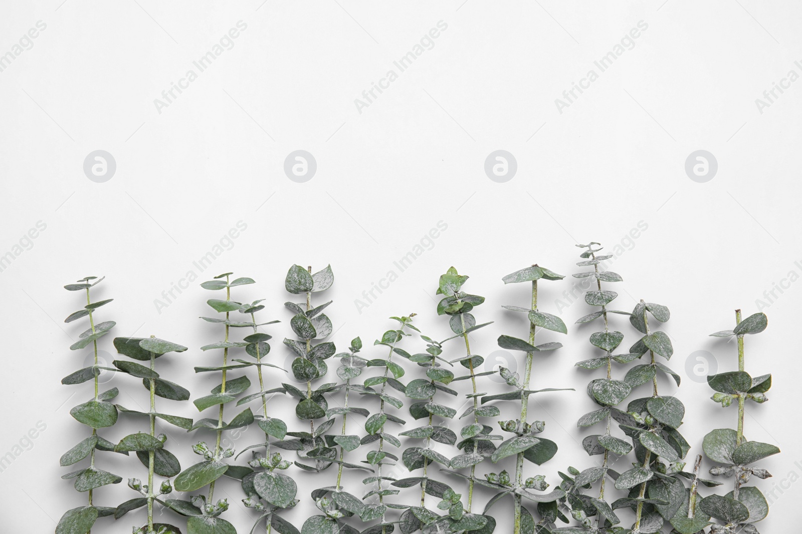 Photo of Fresh eucalyptus leaves on white background, top view