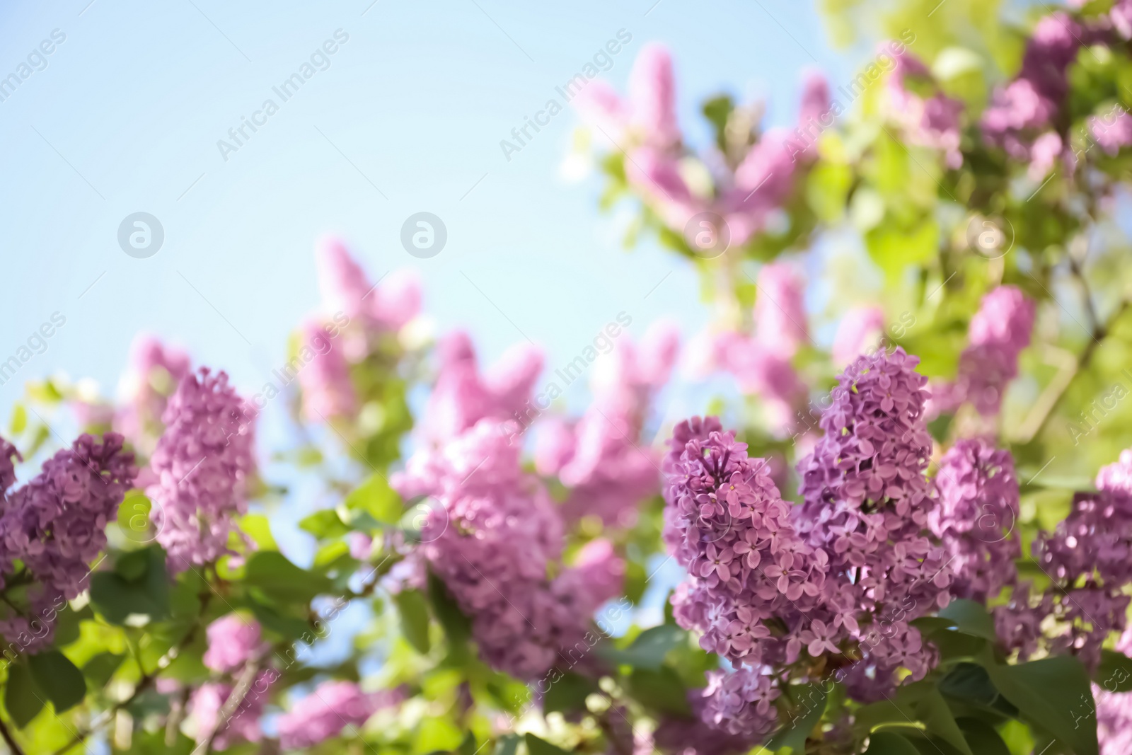 Photo of Closeup view of beautiful blossoming lilac shrub outdoors