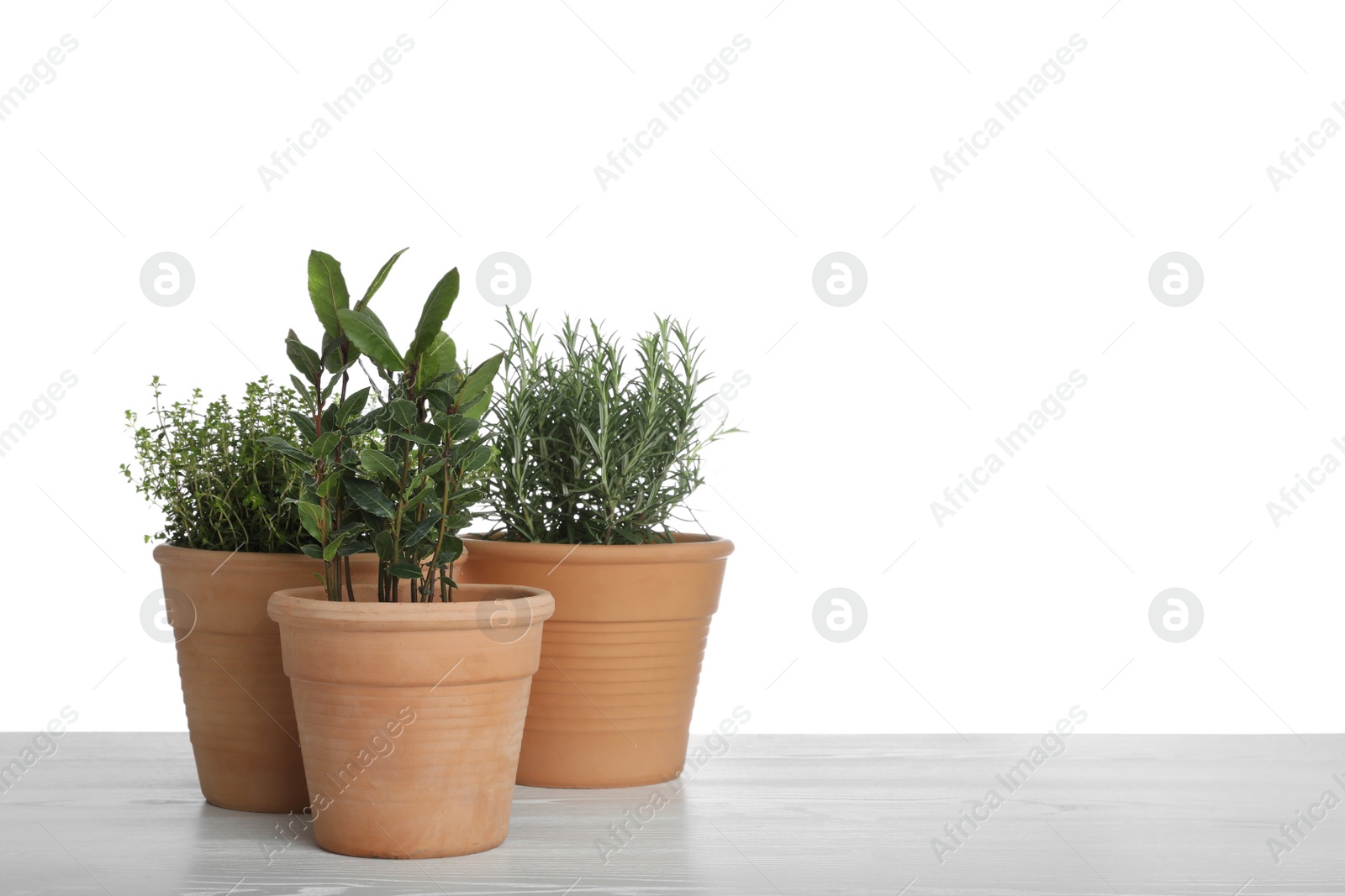 Photo of Pots with thyme, bay and rosemary on table against white background