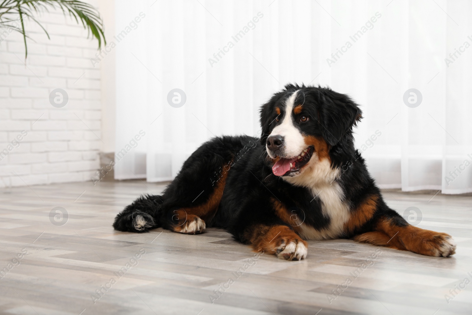 Photo of Cute Bernese mountain dog on floor indoors