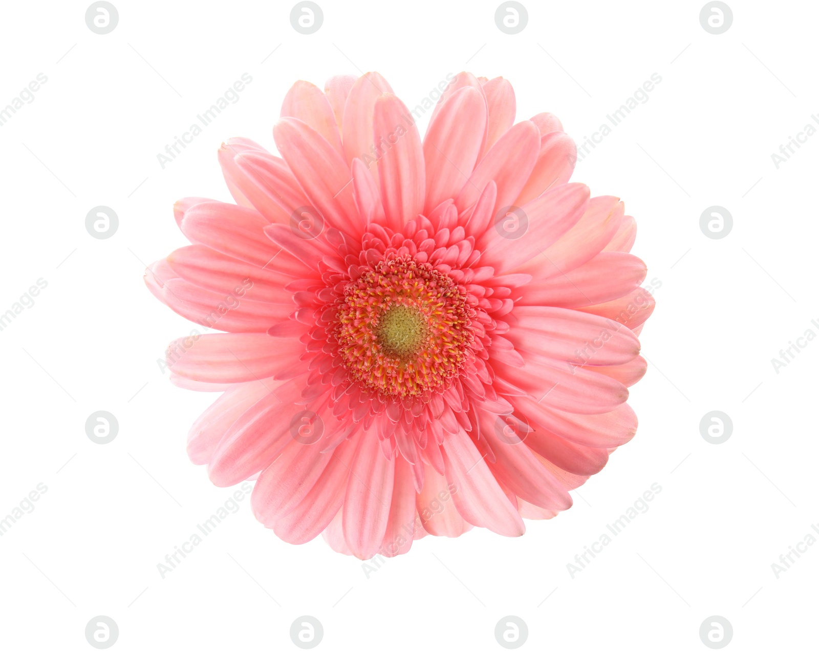 Photo of Beautiful bright gerbera flower on white background, top view