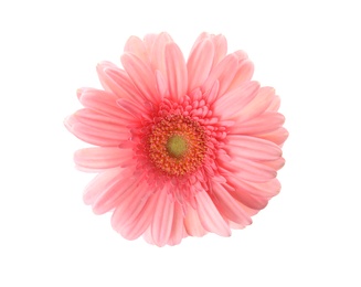 Photo of Beautiful bright gerbera flower on white background, top view