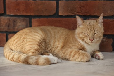 Photo of Cute ginger cat lying on floor near brick wall at home